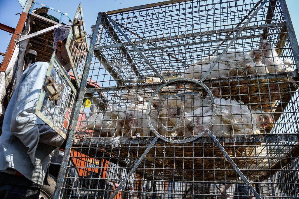 Indian broiler chickens being loaded onto a tricycle chicken cart at Ghazipur murga mandi, Ghazipur, Delhi, India, 2022