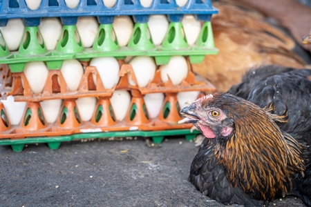 Chickens and eggs on the ground on sale at a live animal market at Juna Bazaar in Pune, India