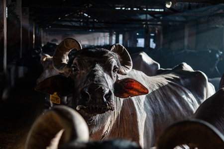 Indian buffaloes chained up in a shed with shafts of light on an urban dairy farm or tabela, Aarey milk colony, Mumbai, India, 2023