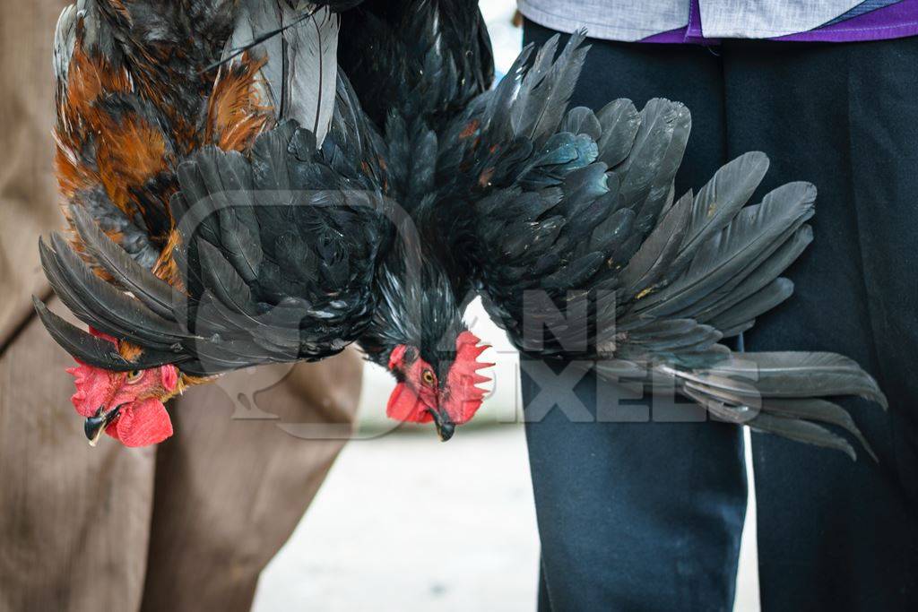 Chickens or hens on sale at Juna Bazaar in Pune