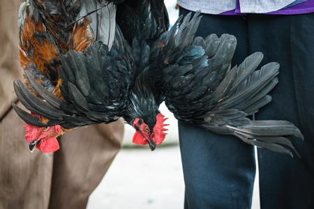 Chickens or hens on sale at Juna Bazaar in Pune