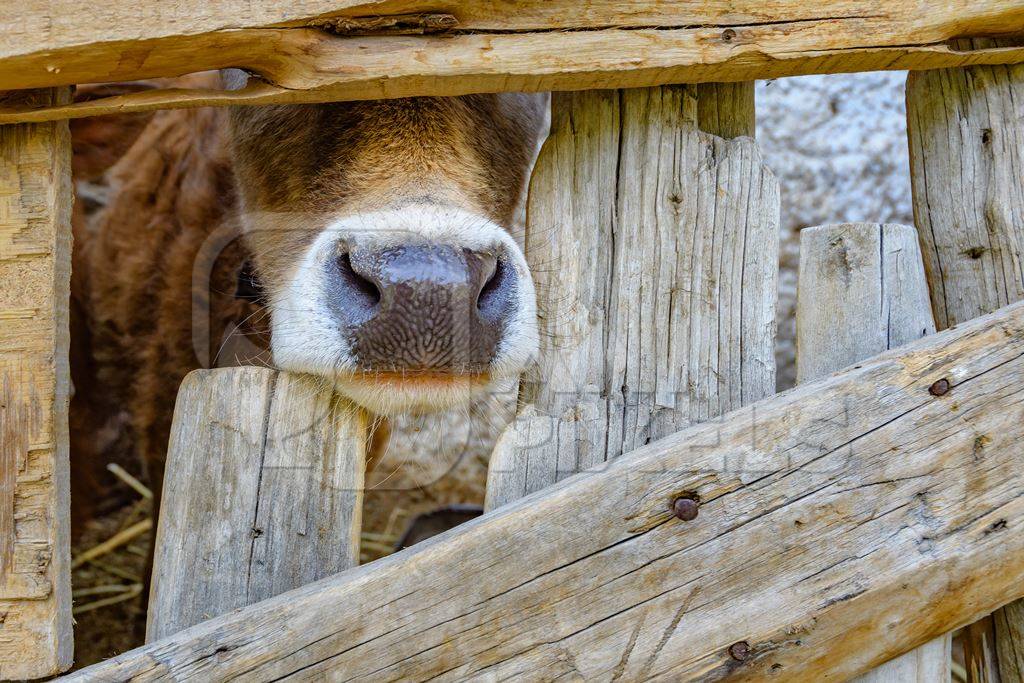 Orange Indian cow with horns in a wooden pen on a rural dairy farm in Ladakh in the HImalaya mountains in India