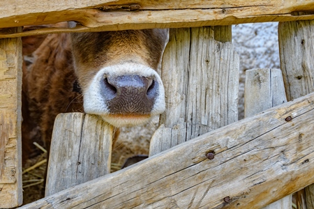 Orange Indian cow with horns in a wooden pen on a rural dairy farm in Ladakh in the HImalaya mountains in India