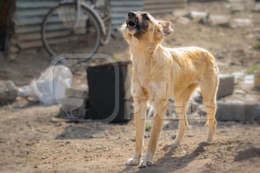 Stray or street Indian pariah puppy dog barking or howling in an urban slum, Pune, Maharashtra, India, 2017
