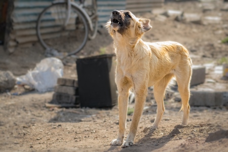 Stray or street Indian pariah puppy dog barking or howling in an urban slum, Pune, Maharashtra, India, 2017