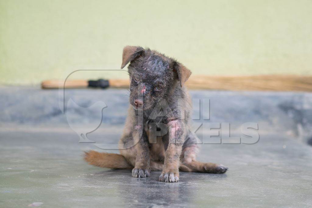 Sick and injured street or stray puppy needing treatment in rural India