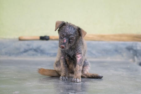 Sick and injured street or stray puppy needing treatment in rural India