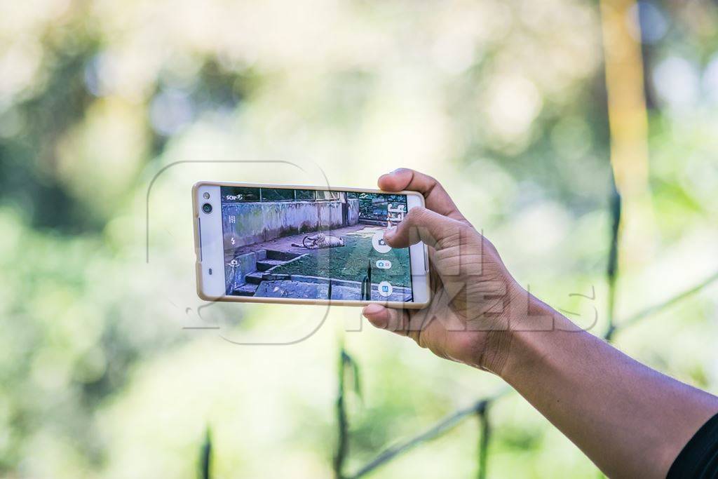 Visitor taking photo of white tiger with mobile phone in Sanjay Gandhi Jaivik Udyan zoo