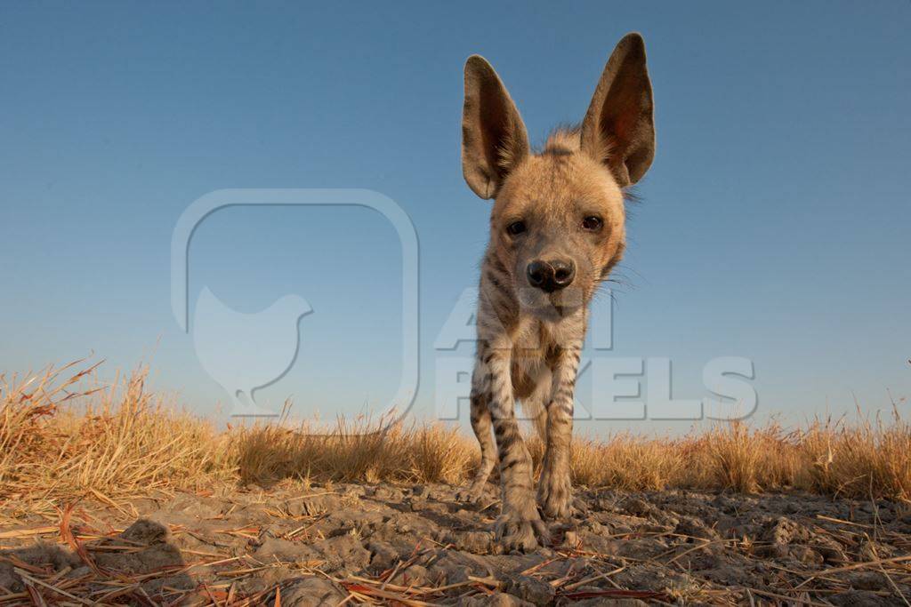 Indian striped hyena with blue sky background