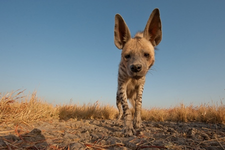 Indian striped hyena with blue sky background