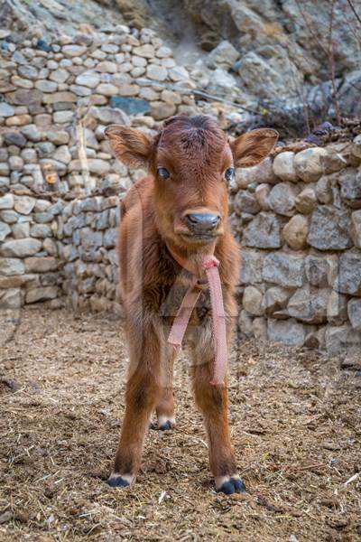 Sweet young baby brown calf on a rural dairy farm in Ladakh, Himalayas