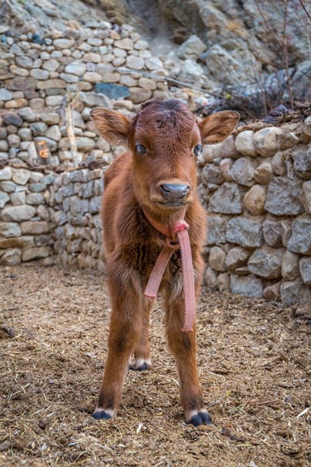 Sweet young baby brown calf on a rural dairy farm in Ladakh, Himalayas