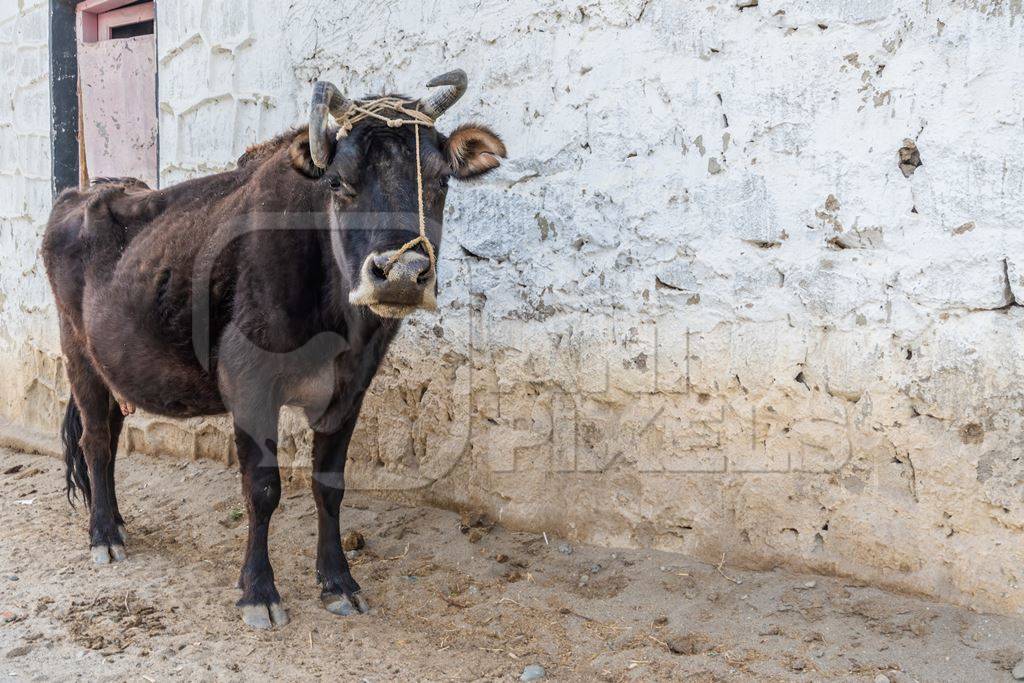 Indian dairy cow with nose rope and curled horns in Ladakh in the mountains of the Himalayas