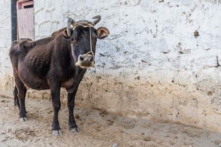 Indian dairy cow with nose rope and curled horns in Ladakh in the mountains of the Himalayas