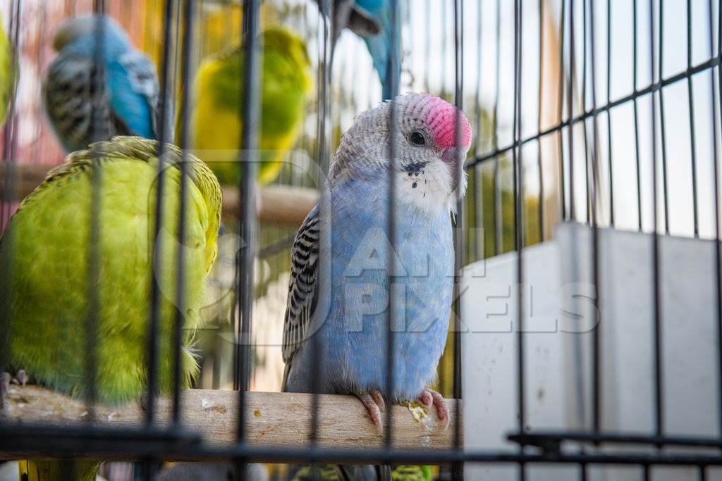 Budgerigars in cages on sale as exotic pet birds, Kabootar market, Delhi, India, 2022