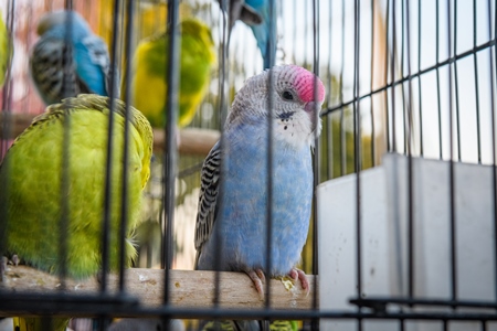 Budgerigars in cages on sale as exotic pet birds, Kabootar market, Delhi, India, 2022