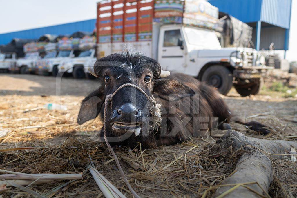 Baby Indian buffalo calf tied up alone at Chakan Cow and Buffalo Market, Maharashtra, India, 2024