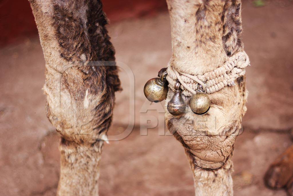 Close up of bells on leg of camel used for tourist rides