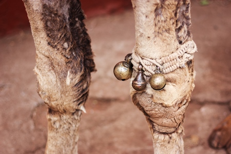 Close up of bells on leg of camel used for tourist rides