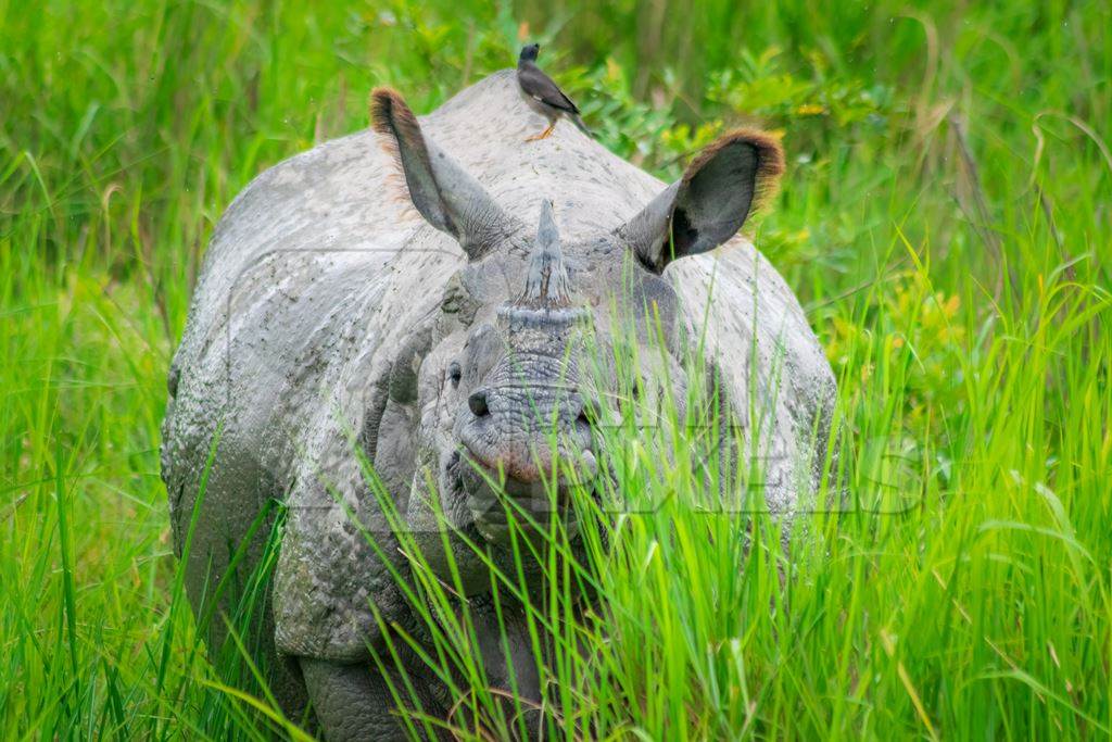 Indian one horned rhino wild animal in the green grass seen on safari at Kaziranga national park in Assam, India