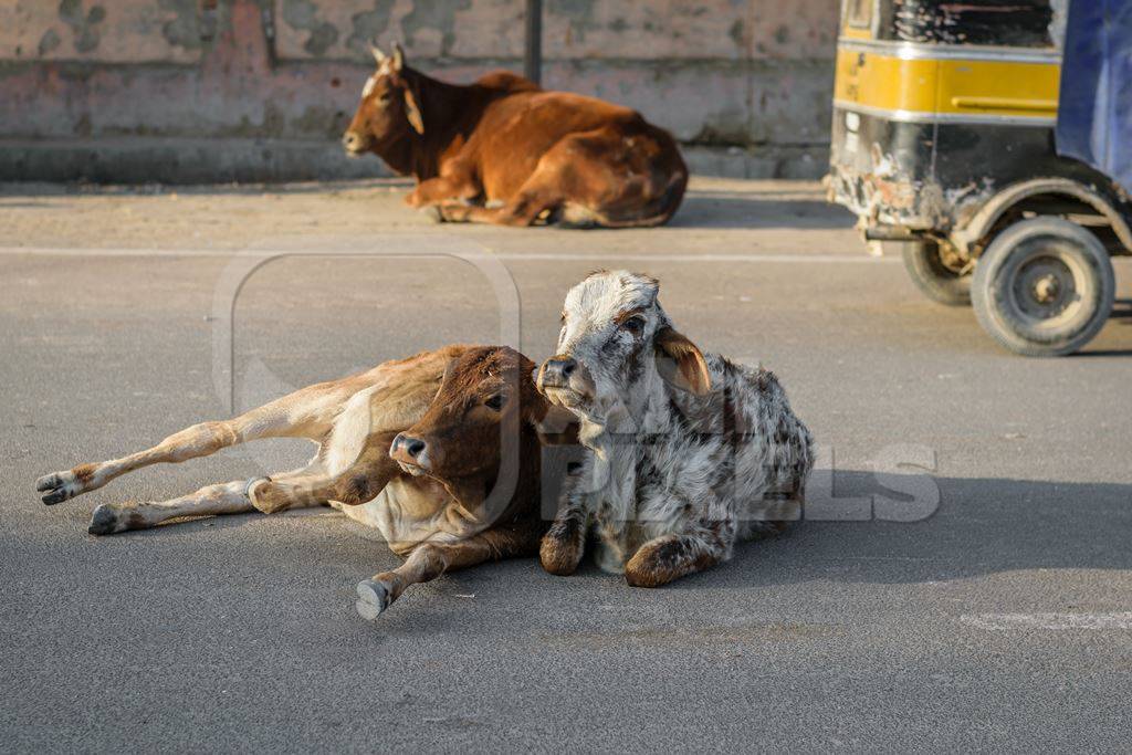 Street cows lying on road in Bikaner in Rajasthan