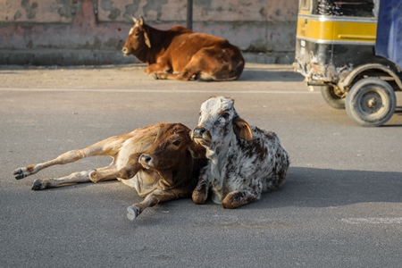 Street cows lying on road in Bikaner in Rajasthan