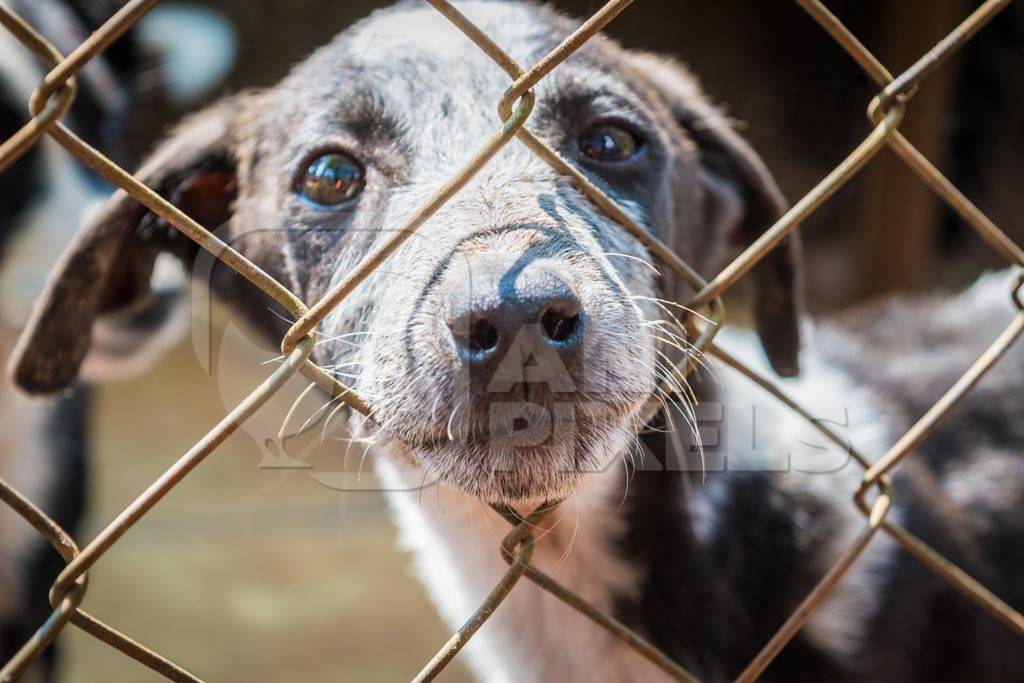 Cute puppy for adoption behind fencing in animal shelter