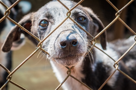 Cute puppy for adoption behind fencing in animal shelter