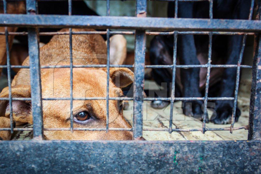 Street dogs in van caught for sterilisation operation as part of animal birth control program