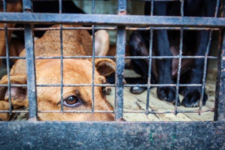 Street dogs in van caught for sterilisation operation as part of animal birth control program