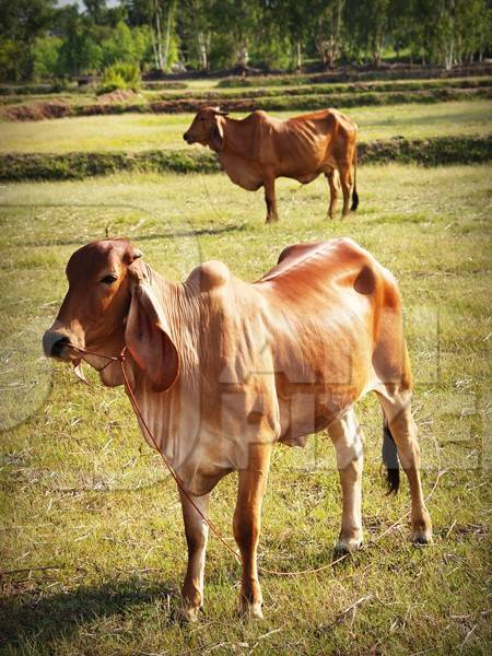 Two brown brahmin cows in field