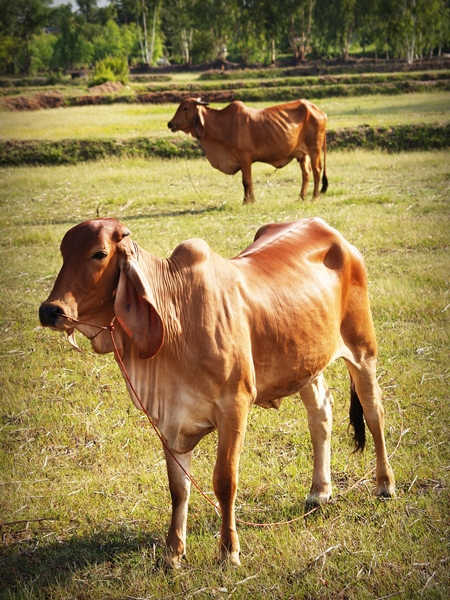 Two brown brahmin cows in field