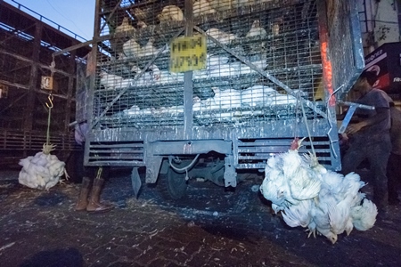 Broiler chickens raised for meat being unloaded from transport trucks near Crawford meat market in Mumbai