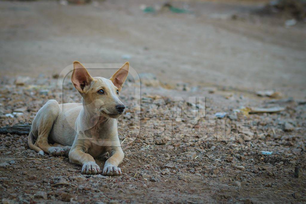 Street puppy with big ears in the city of Pune