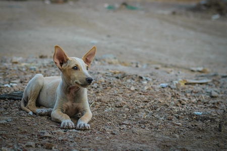 Street puppy with big ears in the city of Pune