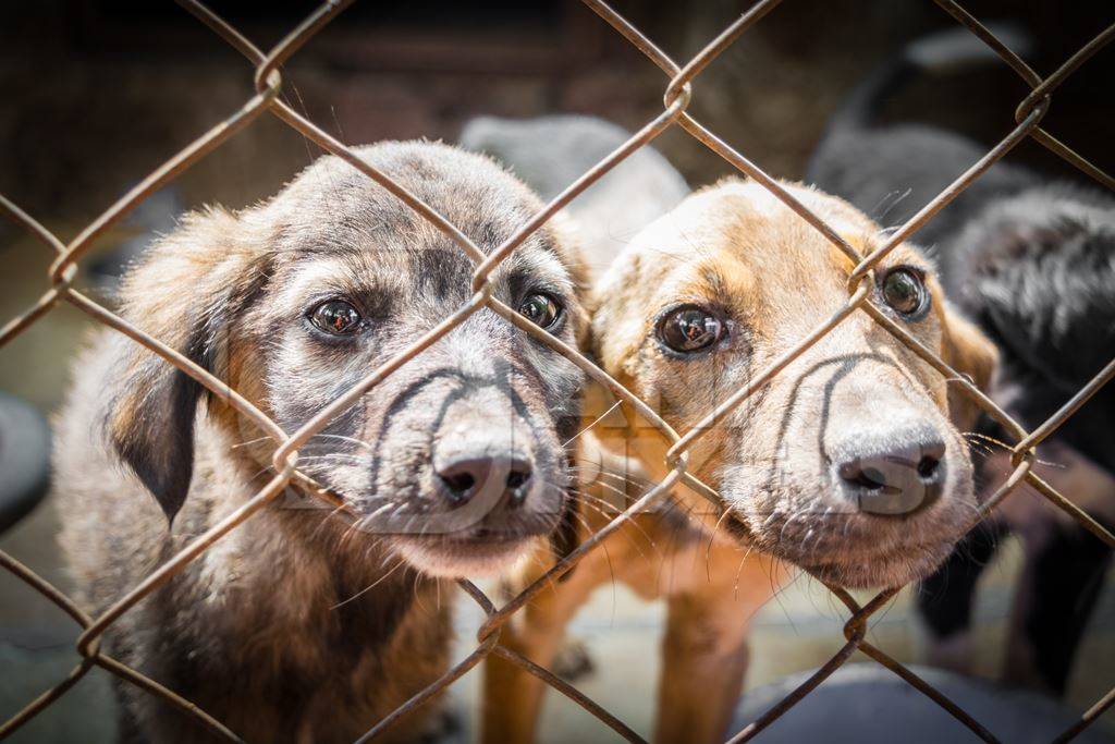 Two cute puppies for adoption behind fencing in animal shelter