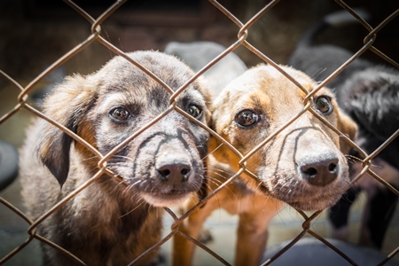 Two cute puppies for adoption behind fencing in animal shelter