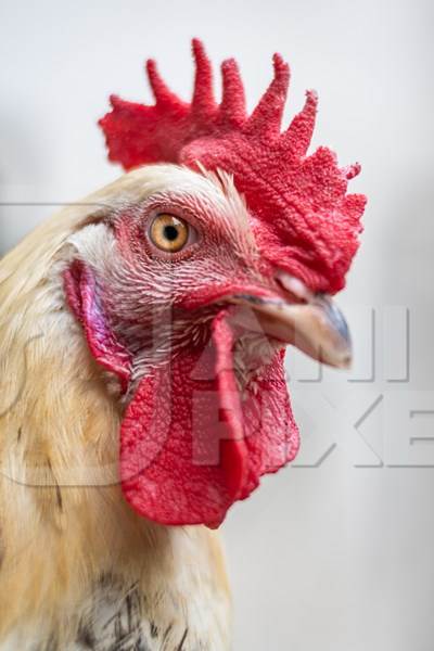 Rooster or cockerel chicken tied up outside chicken meat poultry shop in urban city in Maharashtra, India, 2021