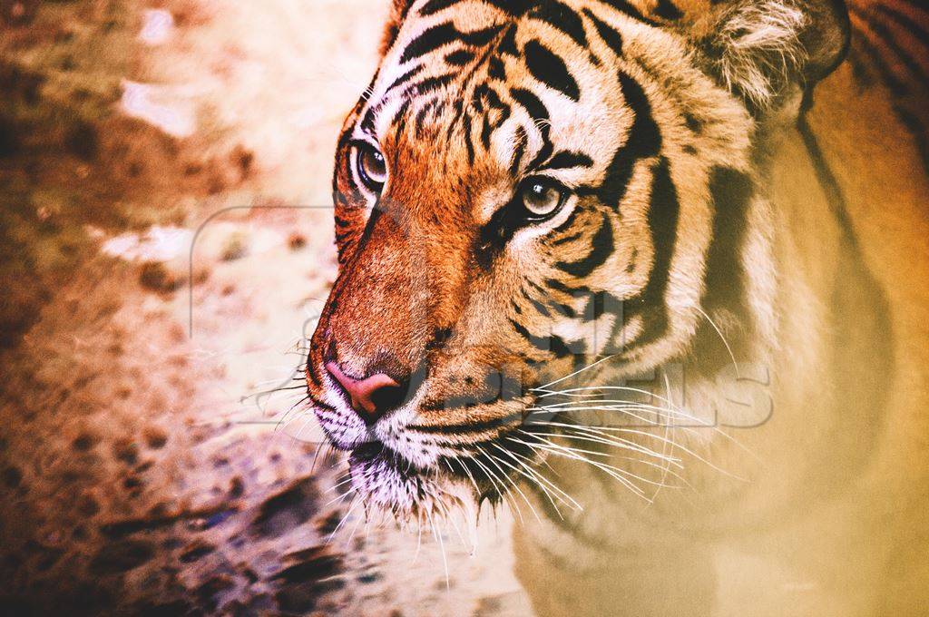 Close up of orange Bengal tiger