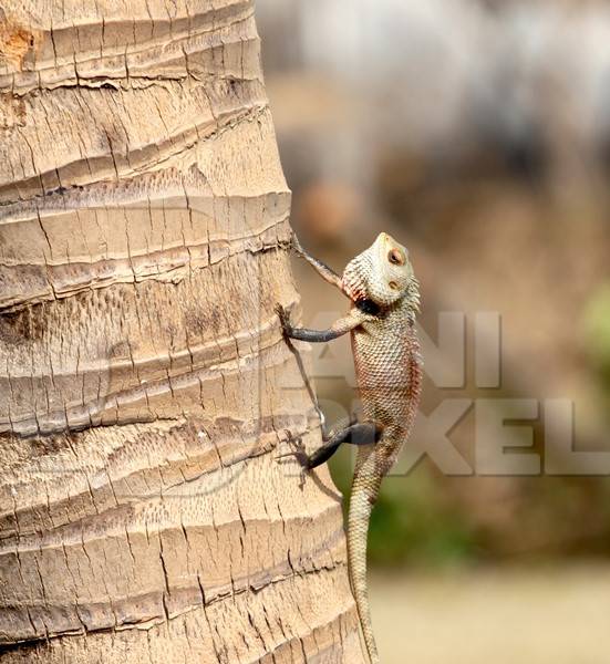 Small chameleon on the side of a palm tree
