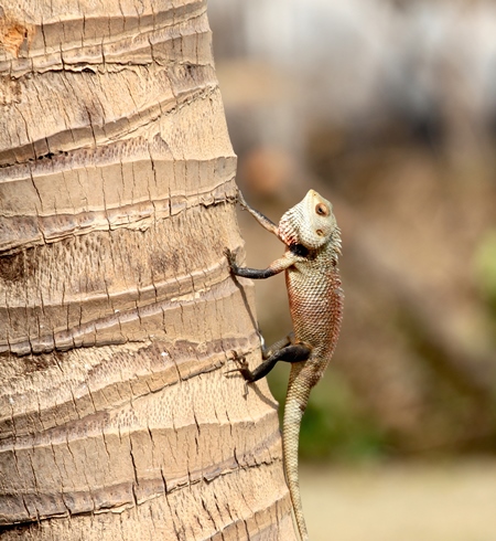 Small chameleon on the side of a palm tree