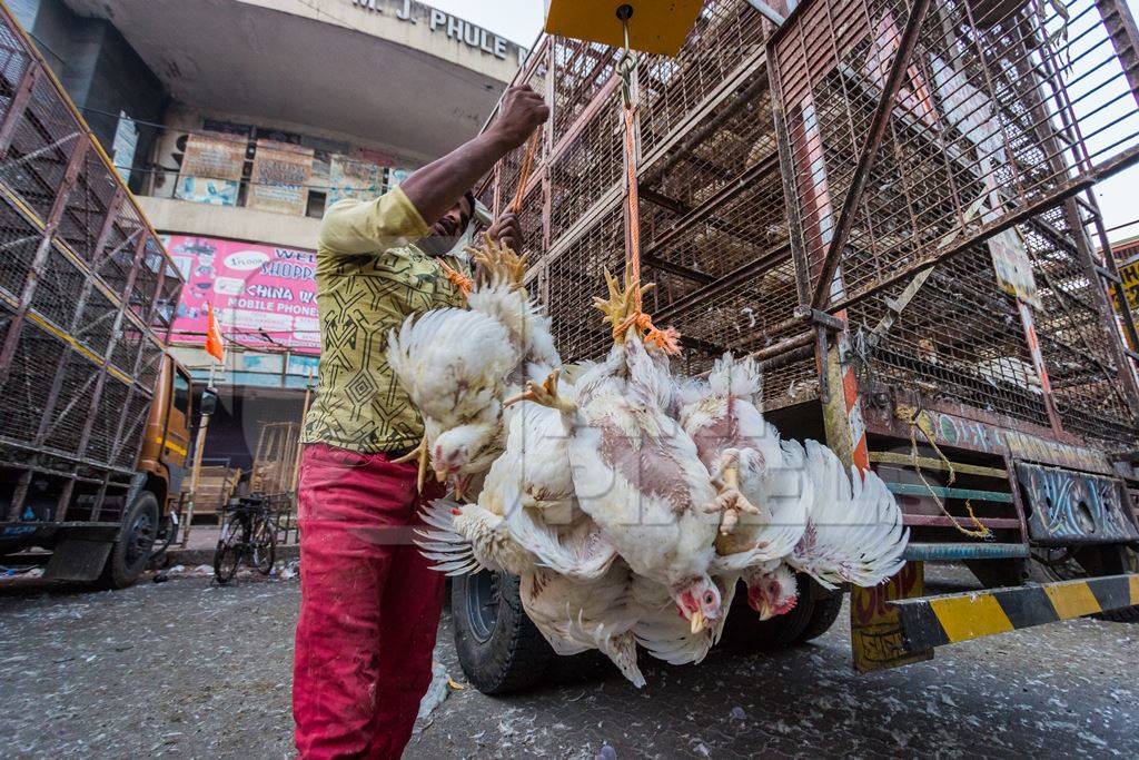 Broiler chickens raised for meat being unloaded from transport trucks near Crawford meat market