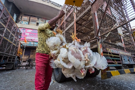 Broiler chickens raised for meat being unloaded from transport trucks near Crawford meat market