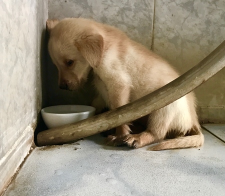 Sad brown puppy sitting in corner