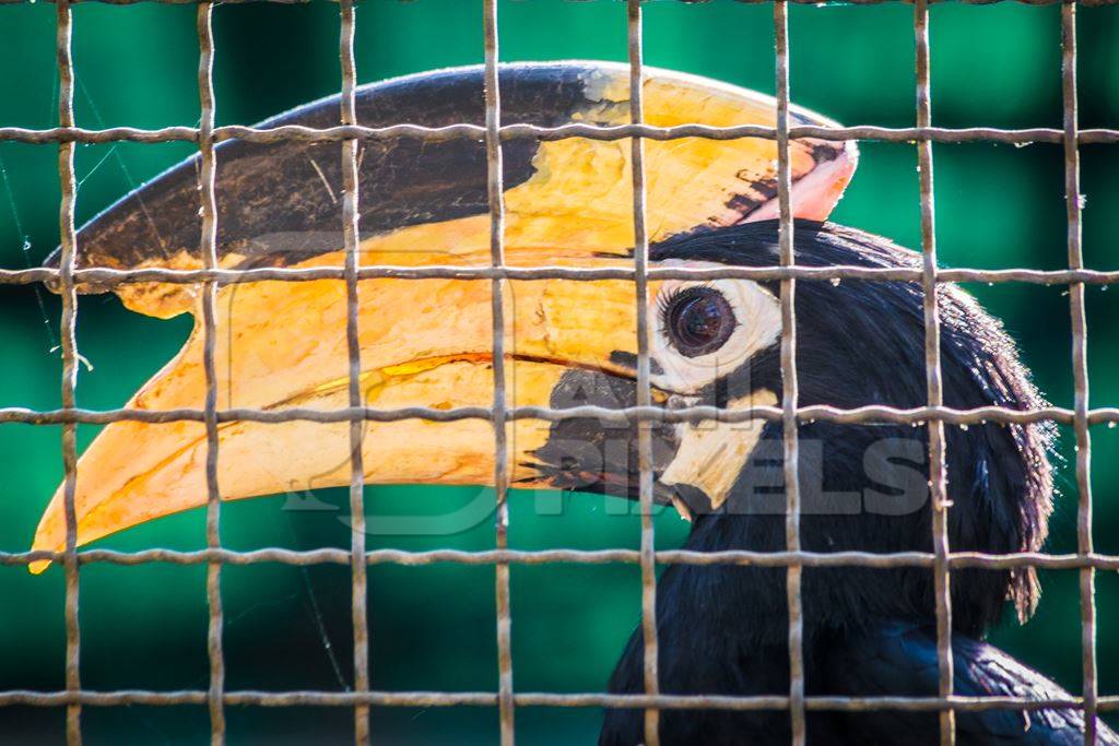 Great Indian hornbill bird behind bars in cage in Mumbai zoo with yellow beak in Byculla zoo