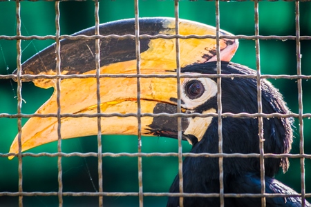 Great Indian hornbill bird behind bars in cage in Mumbai zoo with yellow beak in Byculla zoo