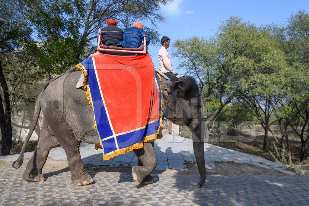 Captive Indian or Asian elephant, giving rides to tourists, at Hathi Gaon elephant village, Jaipur, Rajasthan, India, 2022