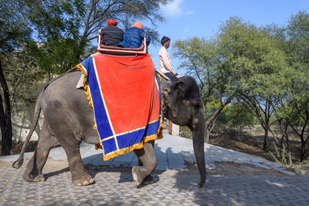 Captive Indian or Asian elephant, giving rides to tourists, at Hathi Gaon elephant village, Jaipur, Rajasthan, India, 2022