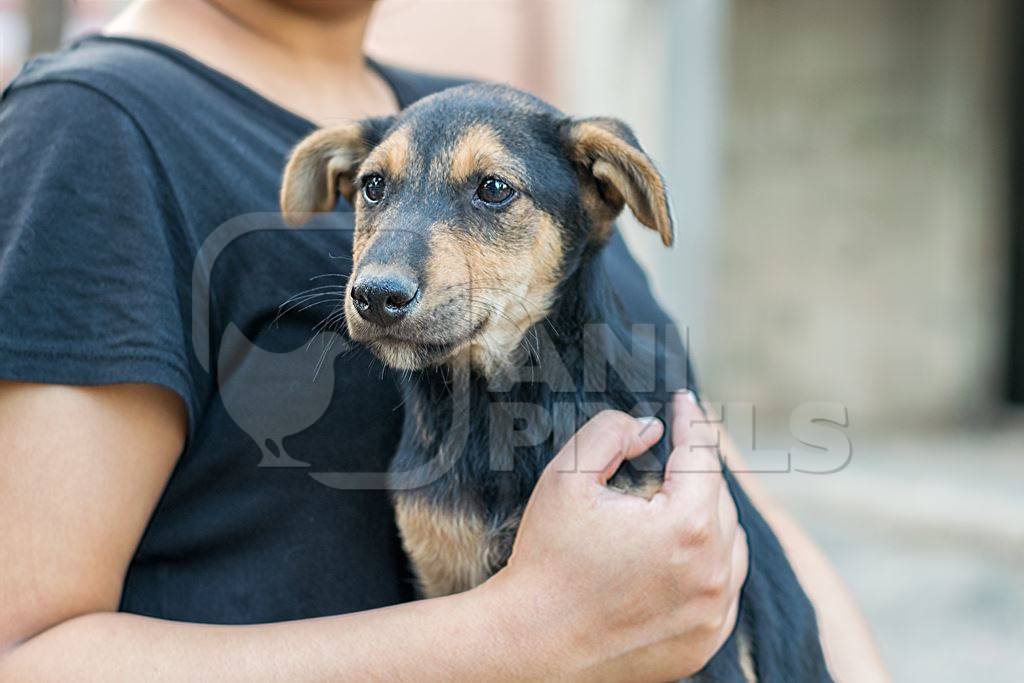 Volunteer animal rescuer girl holding small cute black and tan puppy in her arms