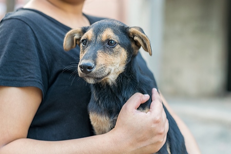 Volunteer animal rescuer girl holding small cute black and tan puppy in her arms